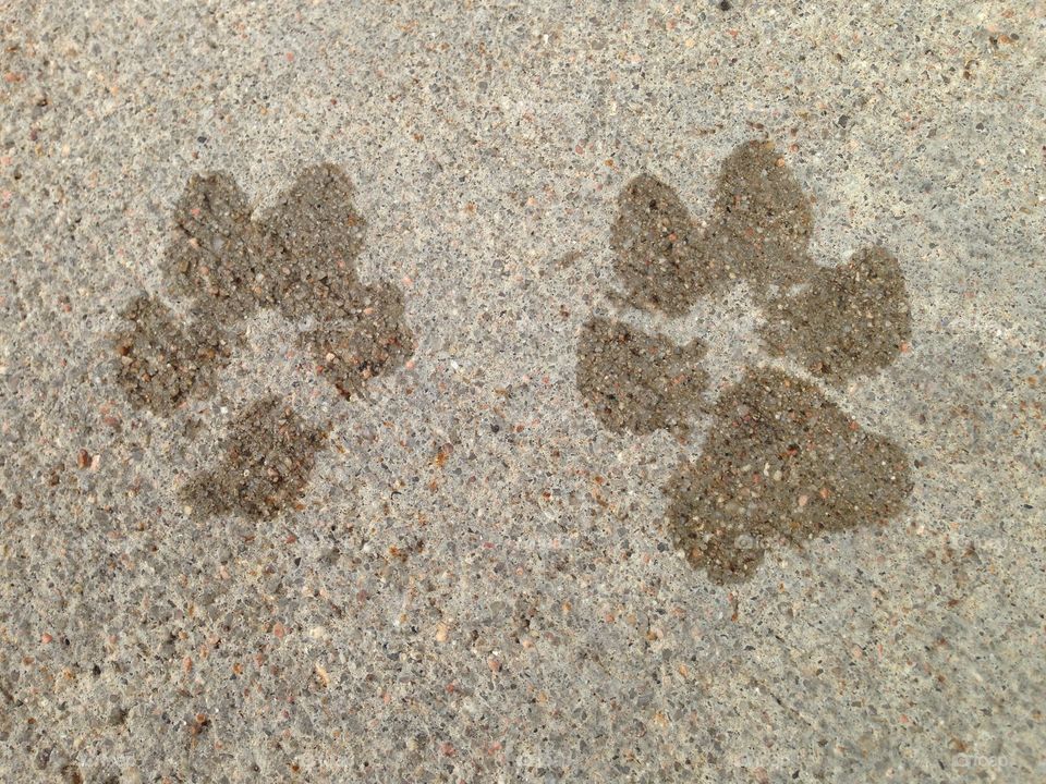 Puppy prints