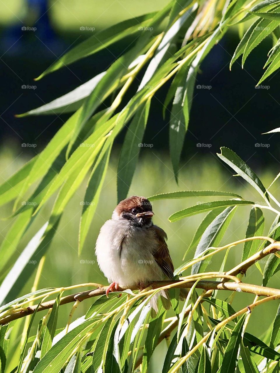 Young sparrow in midsummer