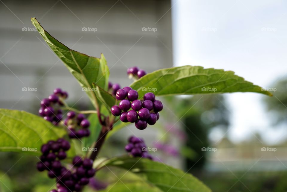 Purple Berry: Beautyberry 