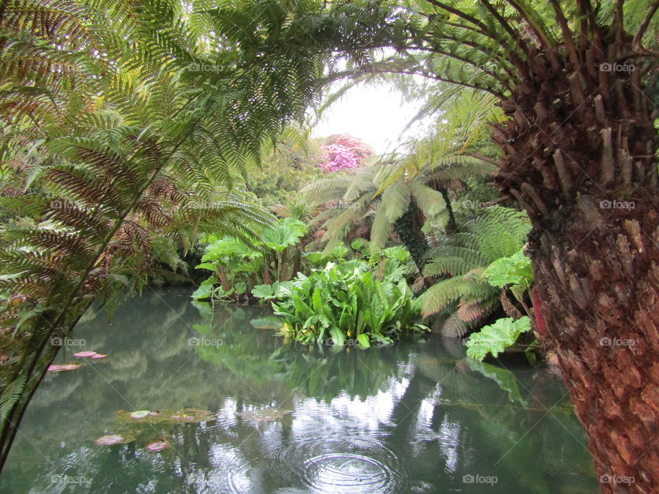 The magical world of the lost gardens of heligan