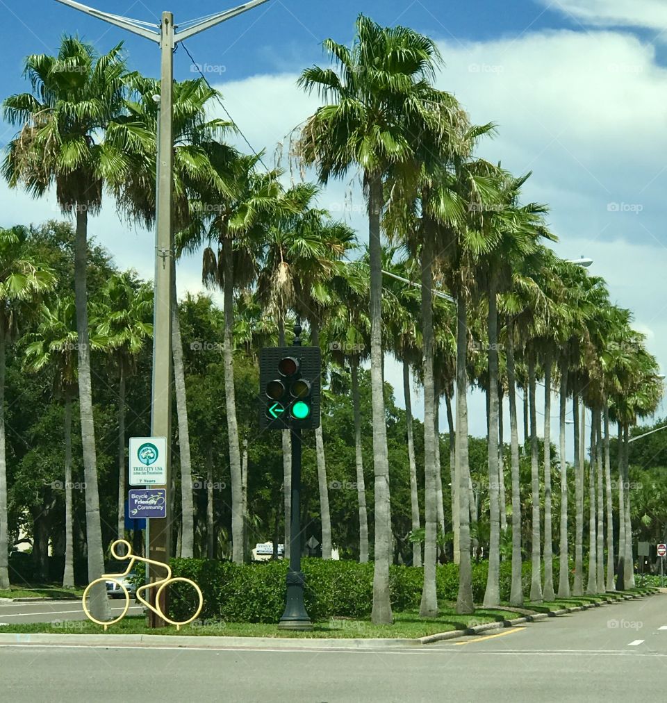 Double row of queen palms on the avenue 