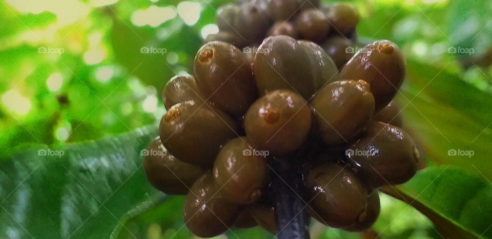 beautiful coffee seeds
