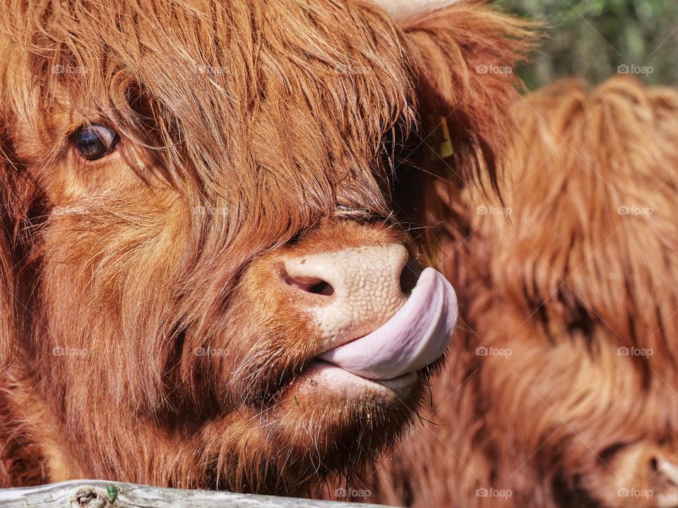 Highland cattle snout