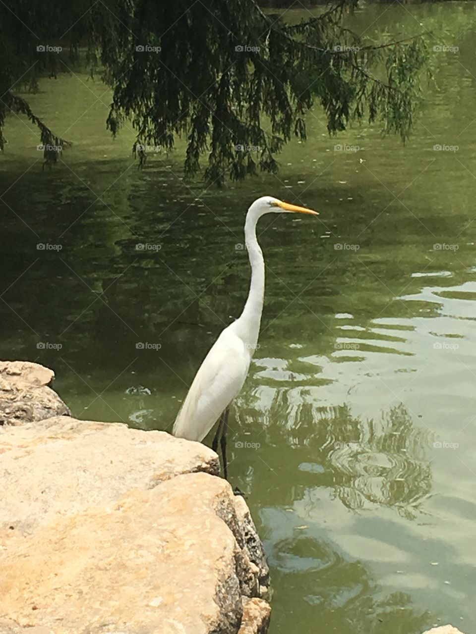 Great Egret at Heritage Duck Pond, San Antonio Texas, white bird, tall bird, lake