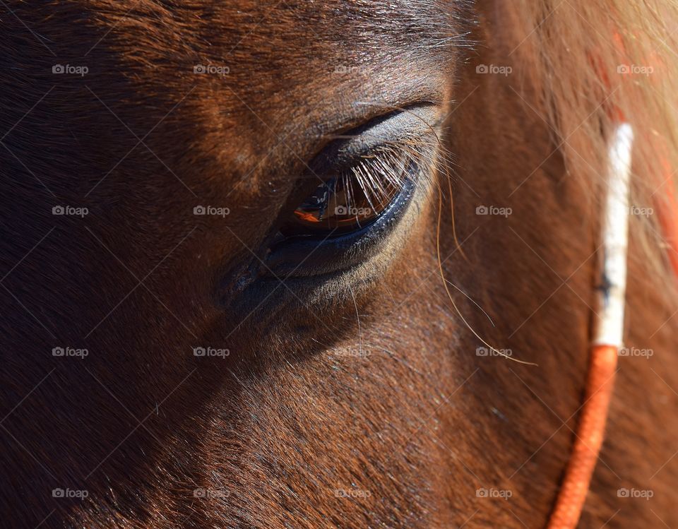 Horse eye close up