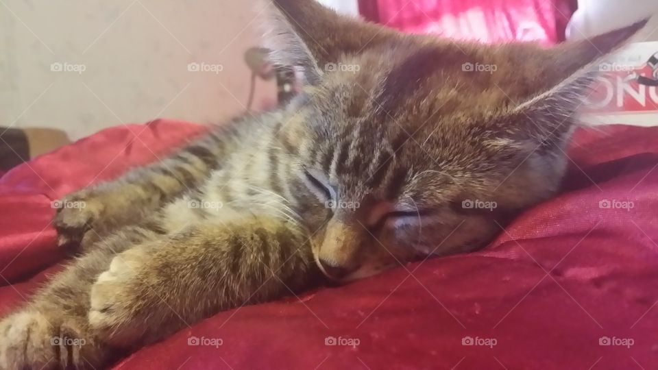 catnap. kitten taking a nap