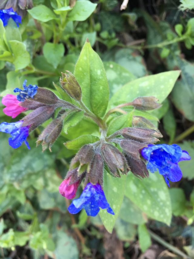 Spring