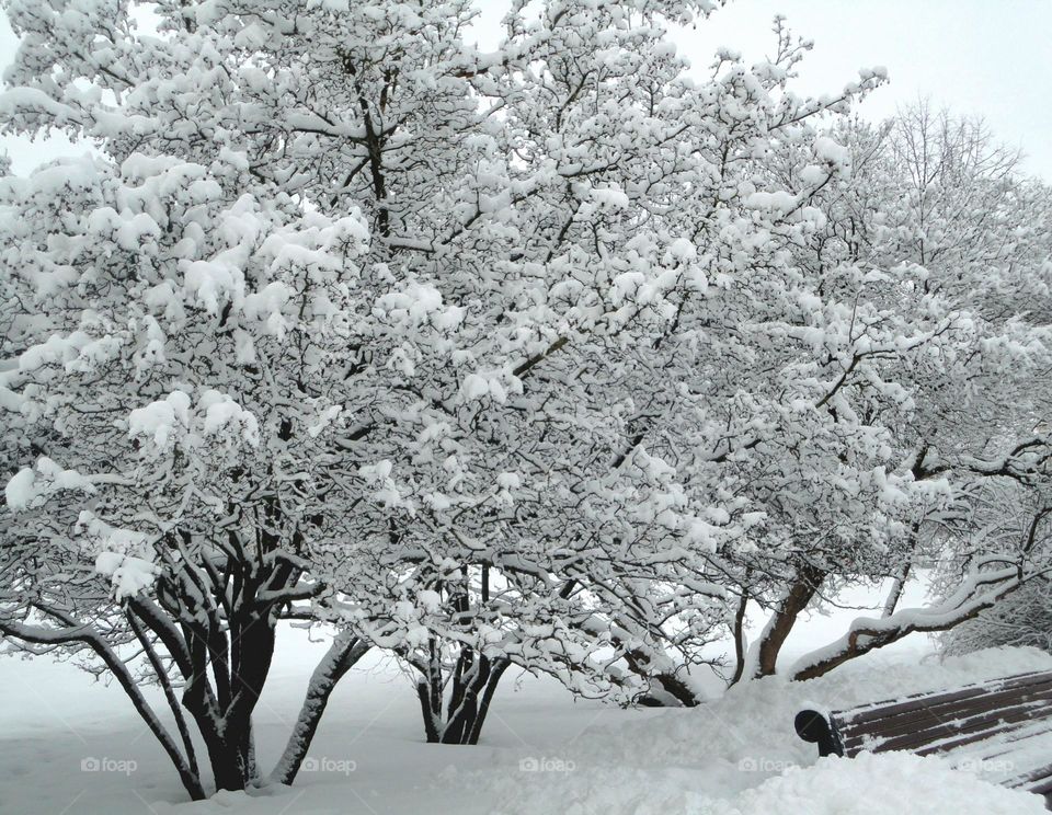 Winter, Tree, Snow, Frost, Branch