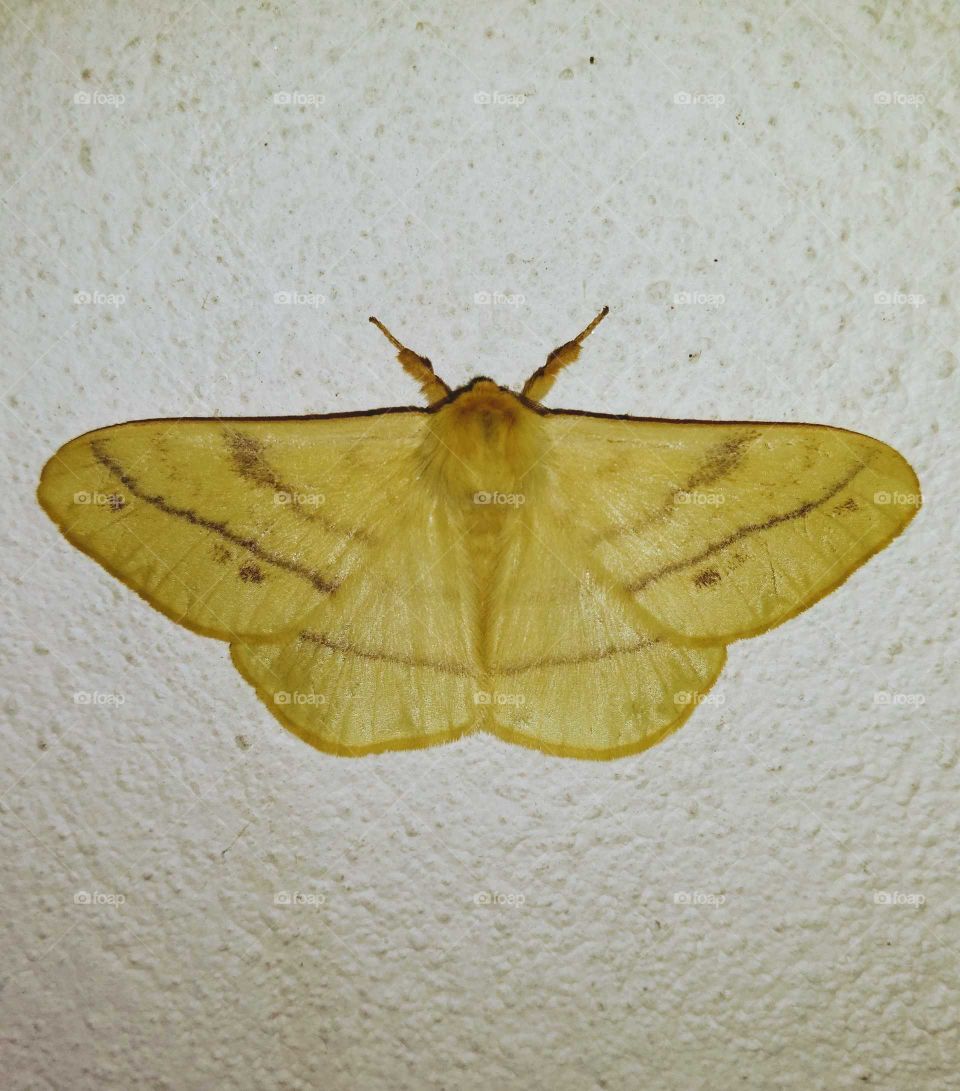 a beautiful yellow moth on the wall