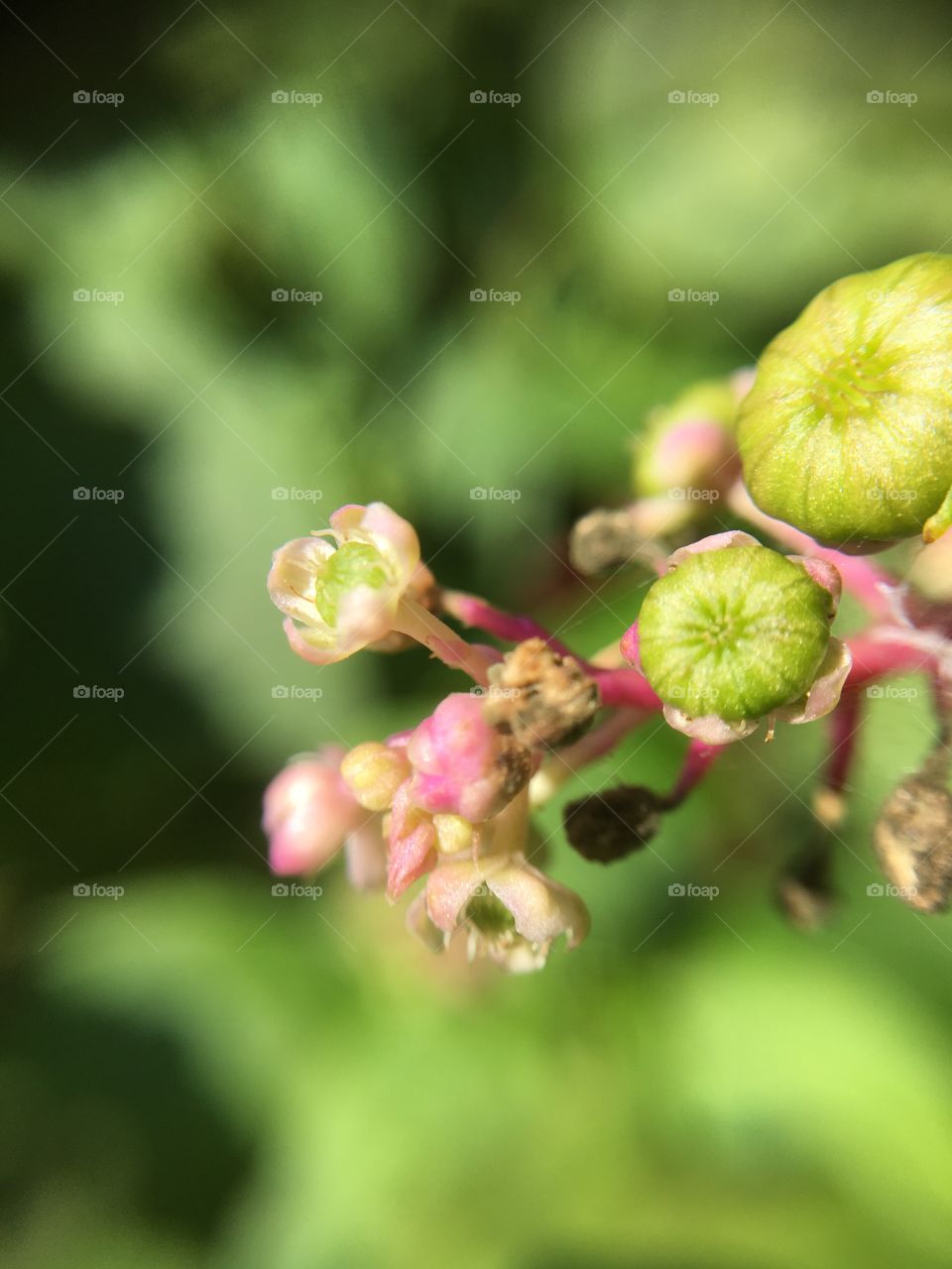 Poke berry blossoms