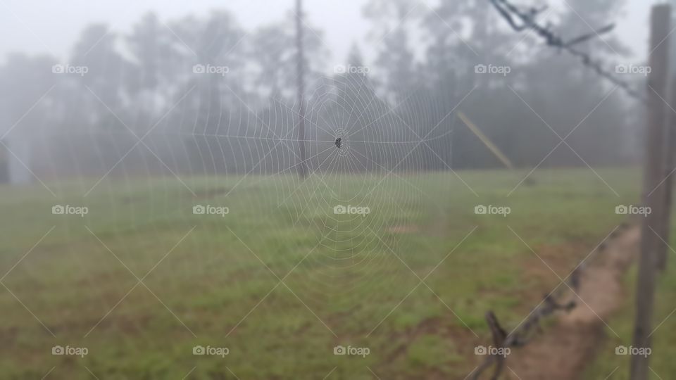 web