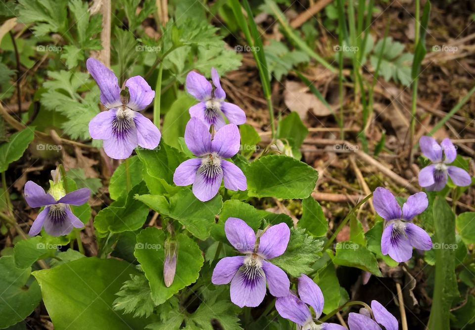 Spring purple viola flowers in the garden. Slovakia