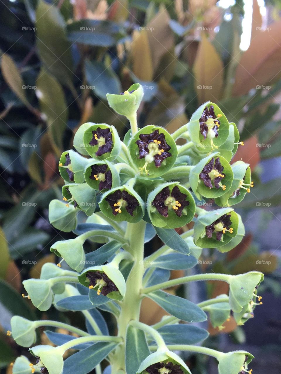 Original tropical flower