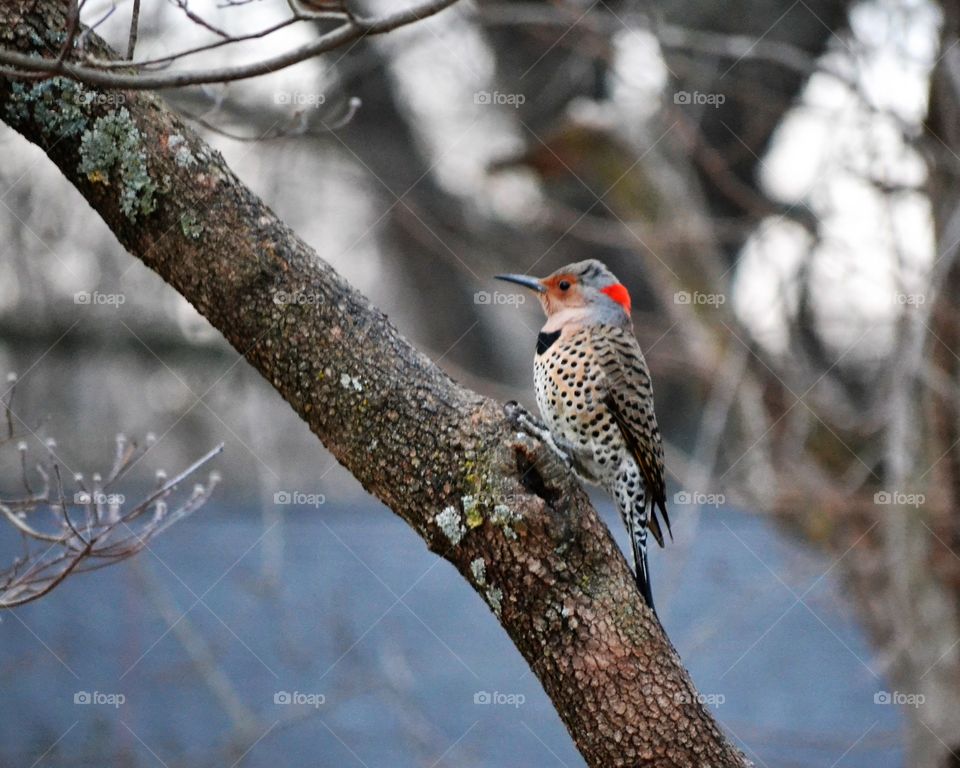 northern flicker