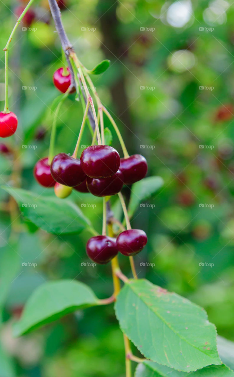 Cherry