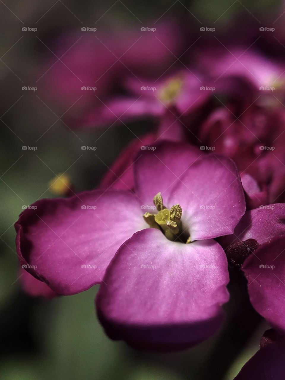 Macro photo of flowering grass