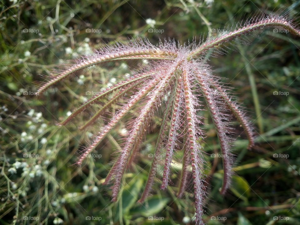 the most beautiful blooming grass flowers and sp