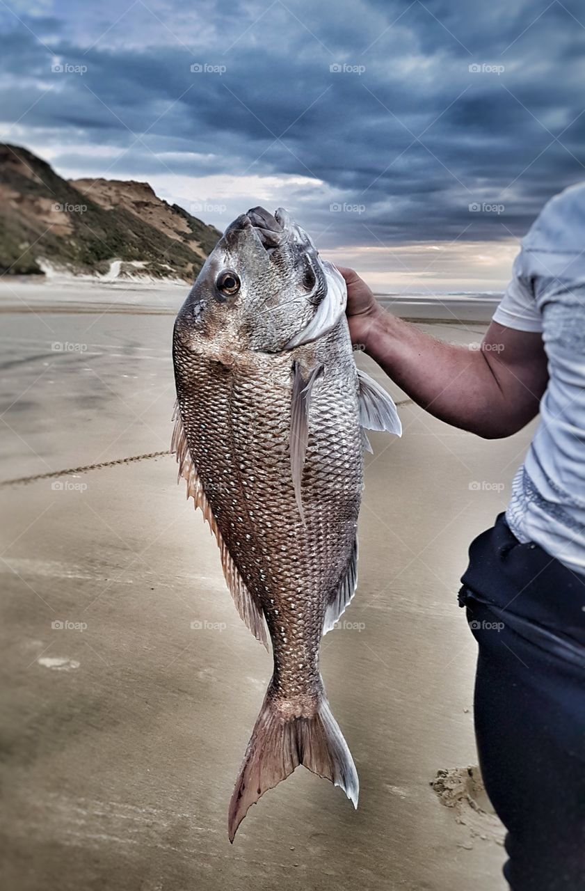 Fish, Sea, Ocean, Nature, Water