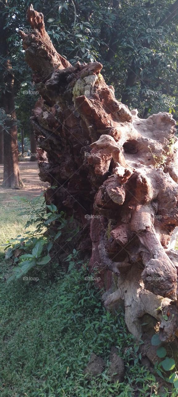 dried tree root