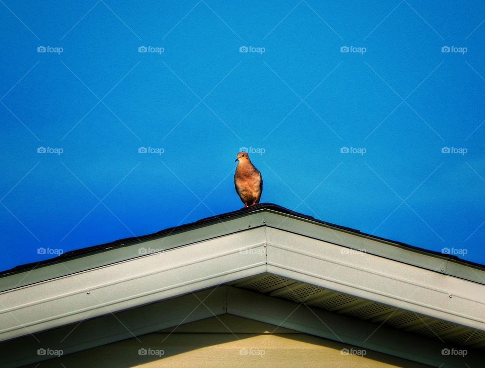 bird sitting in the roof peak