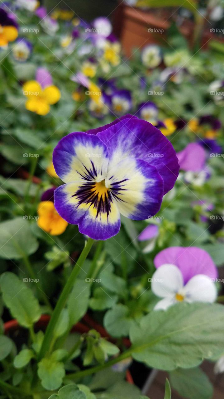 Flamboyant pansy