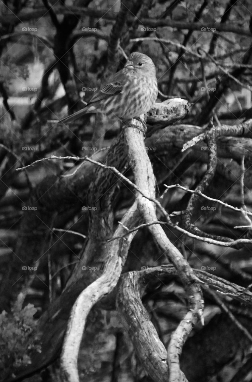 Bird on a Root, Black and White