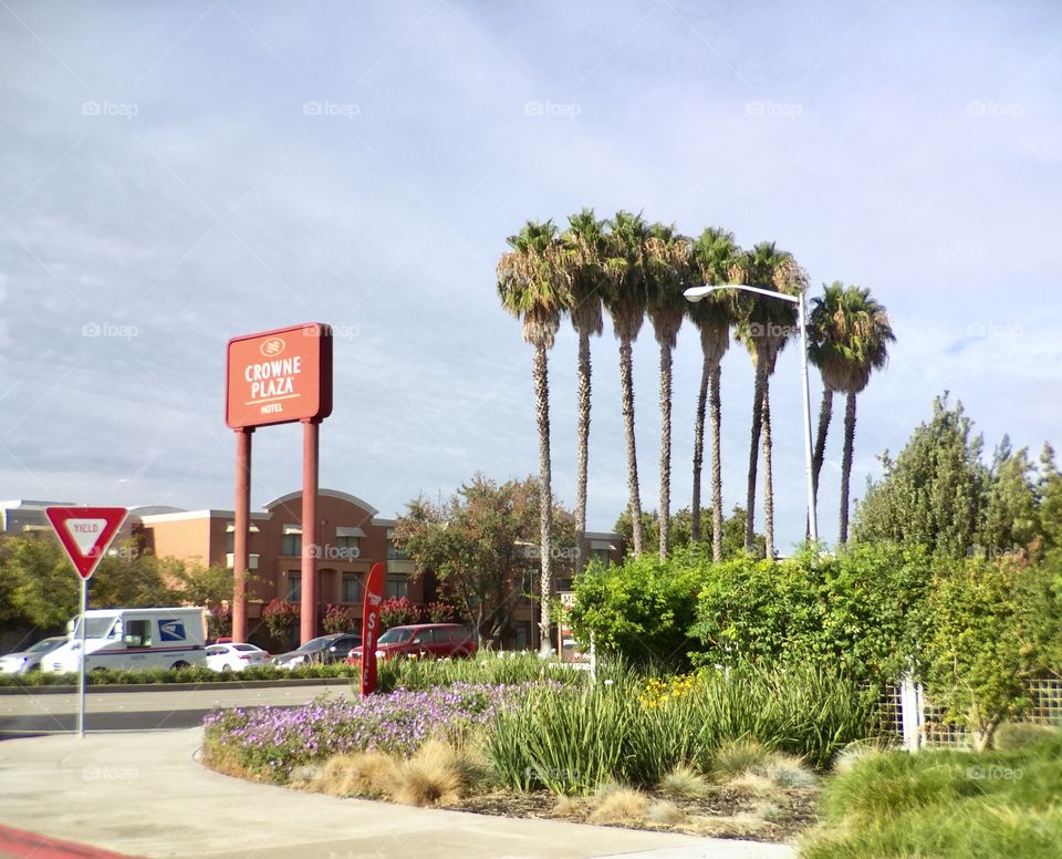 Road and palm trees