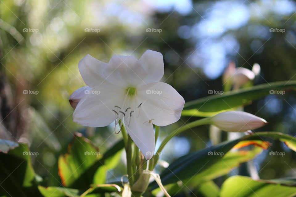 Lirium,  lírio,  white flower. Não-Me-Toque,  RS,  Brazil.