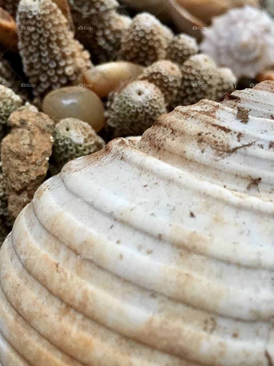 A close up of a large shell in some coral