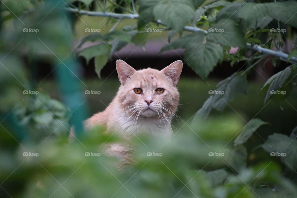cat face through the garden