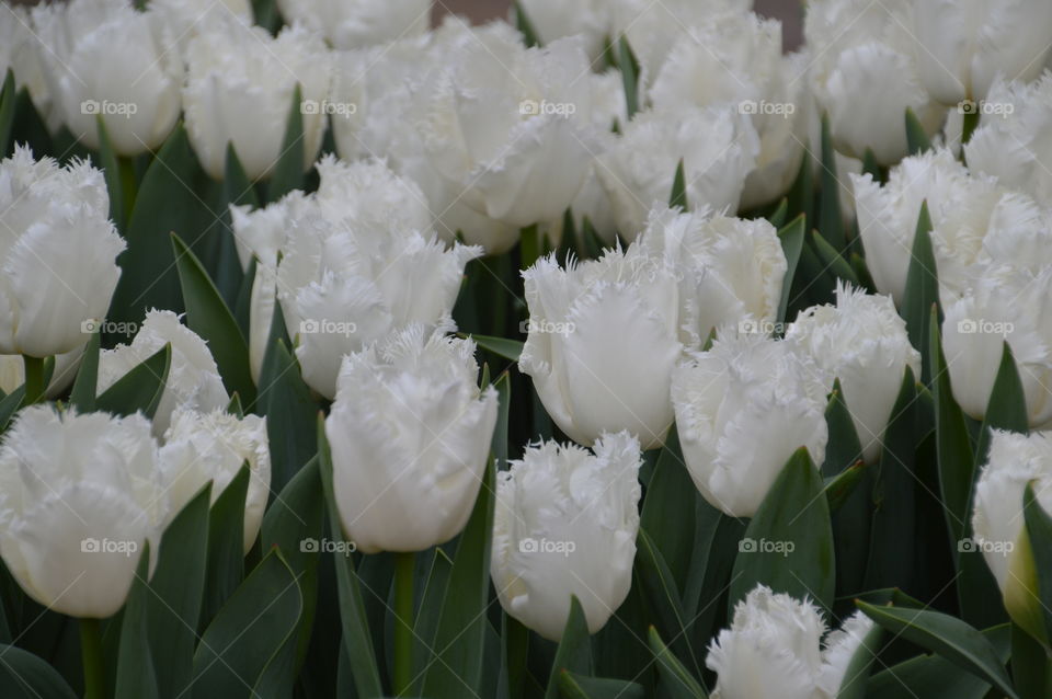White Tulips From The Netherlands