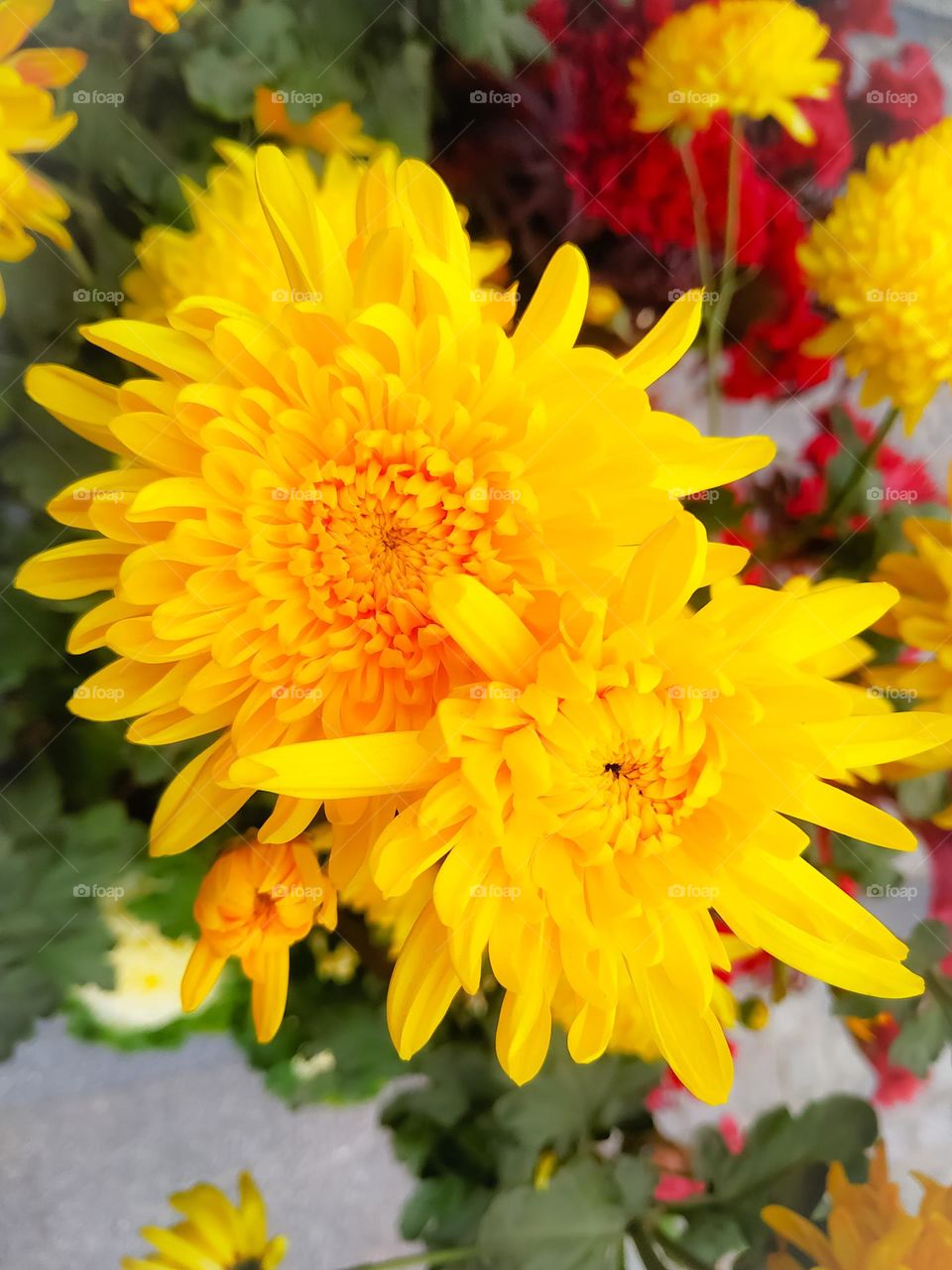 Beautiful close-up blooming of a yellow chrysanthemum x grandiflorum flower