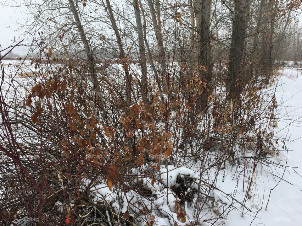 Beautiful winter colours 