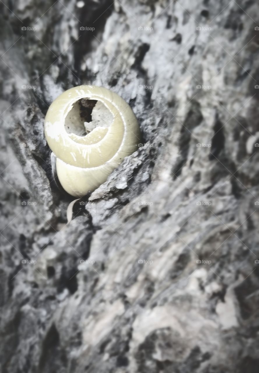 Broken snail shell found sitting on a log.