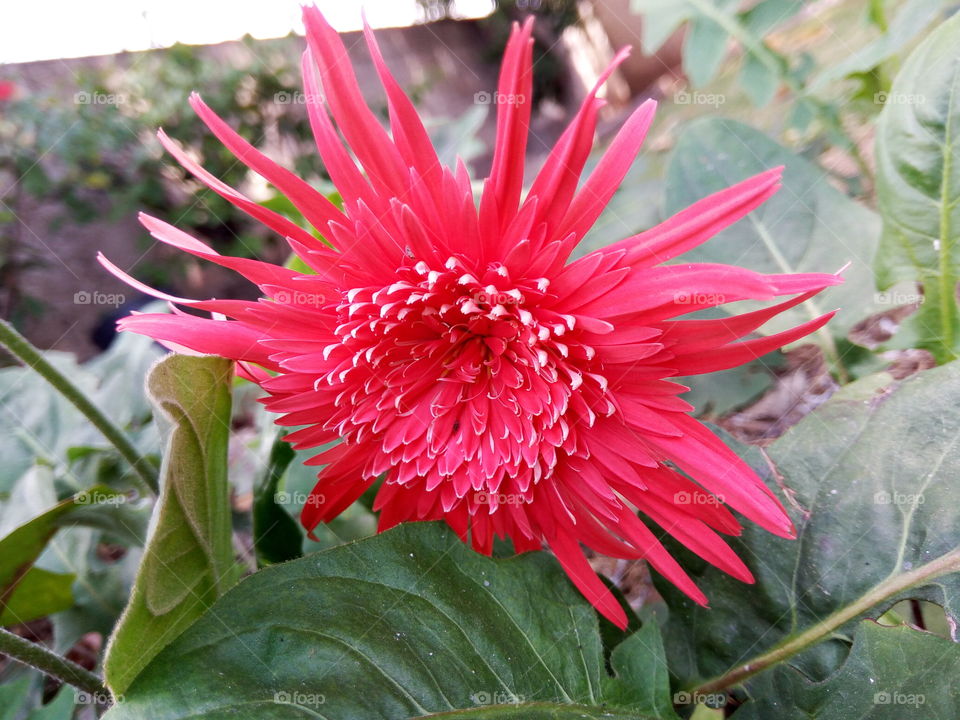 Nature, Flora, Flower, Garden, Leaf