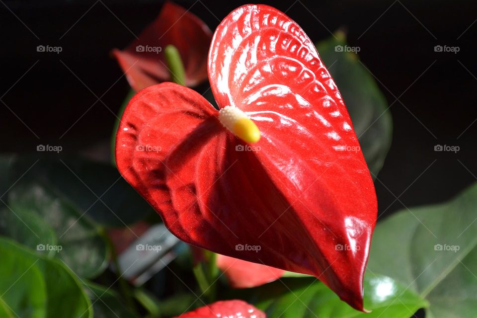 Red Elephant ear lilly