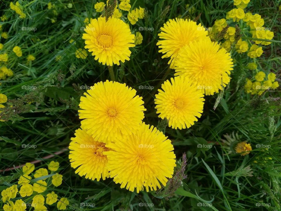A group of dandelions blooming 