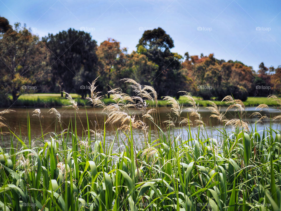 Reeds by the Barwon River 