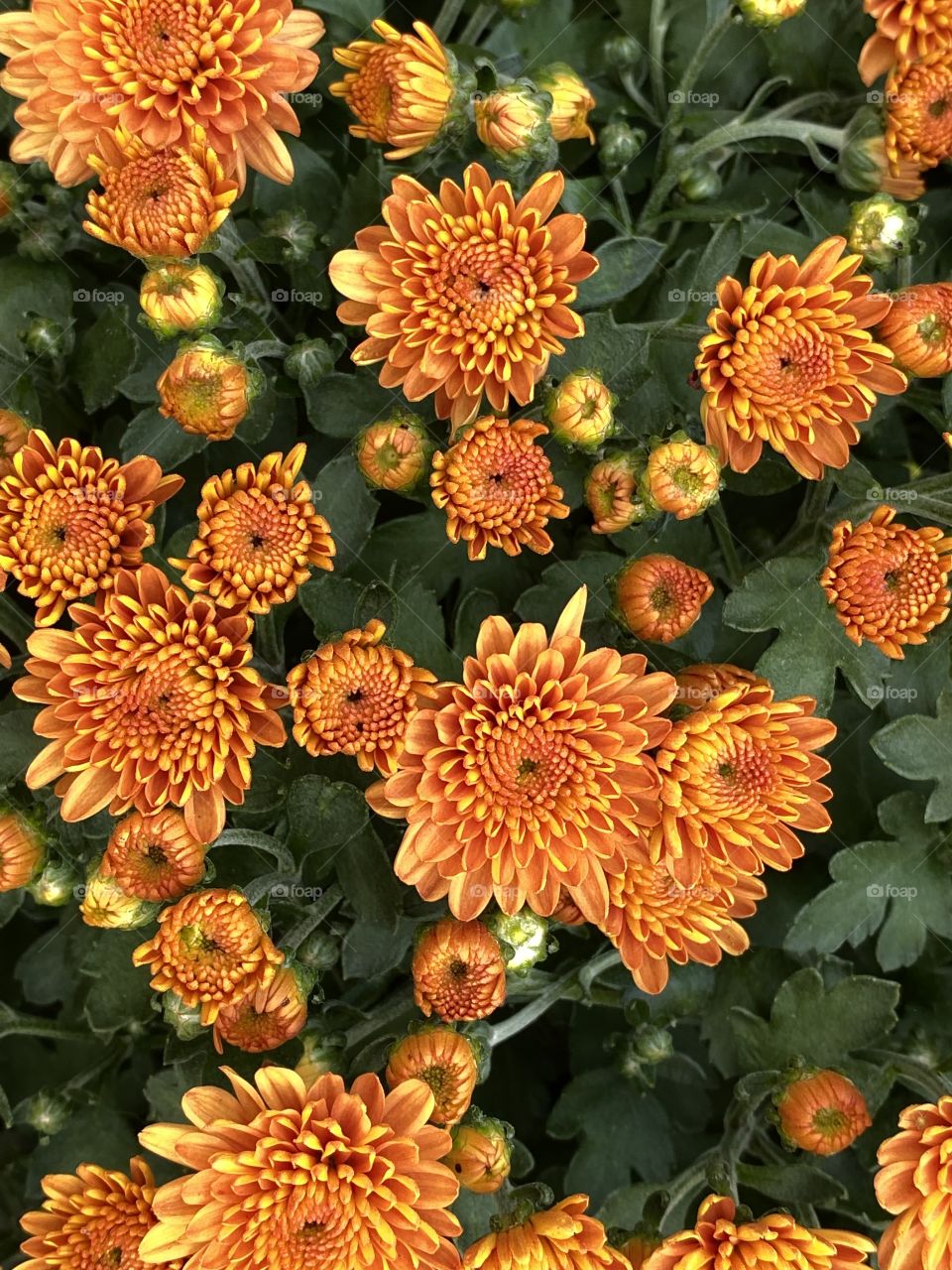 Orange flowers 