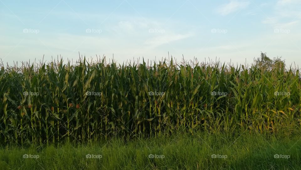 Standing next to a corn field