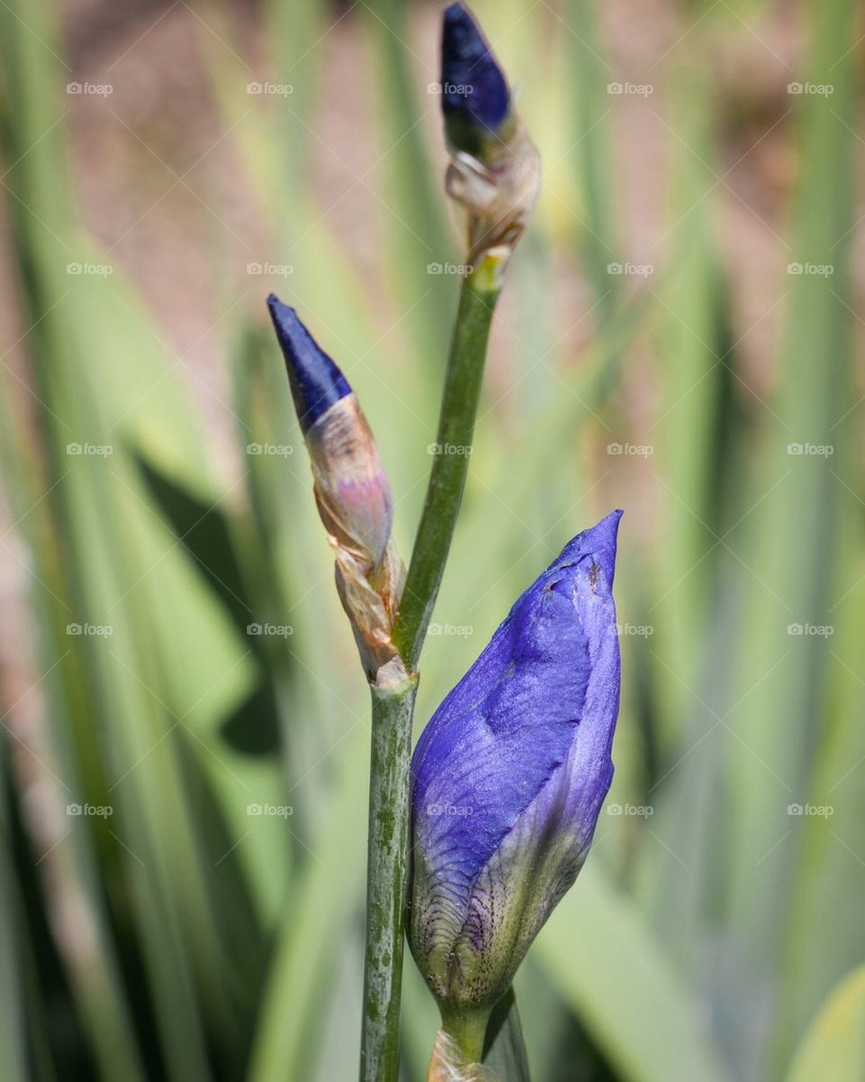 Blue Iris Buds
