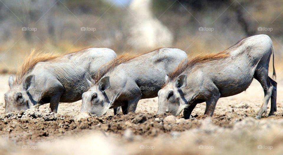 warthogs