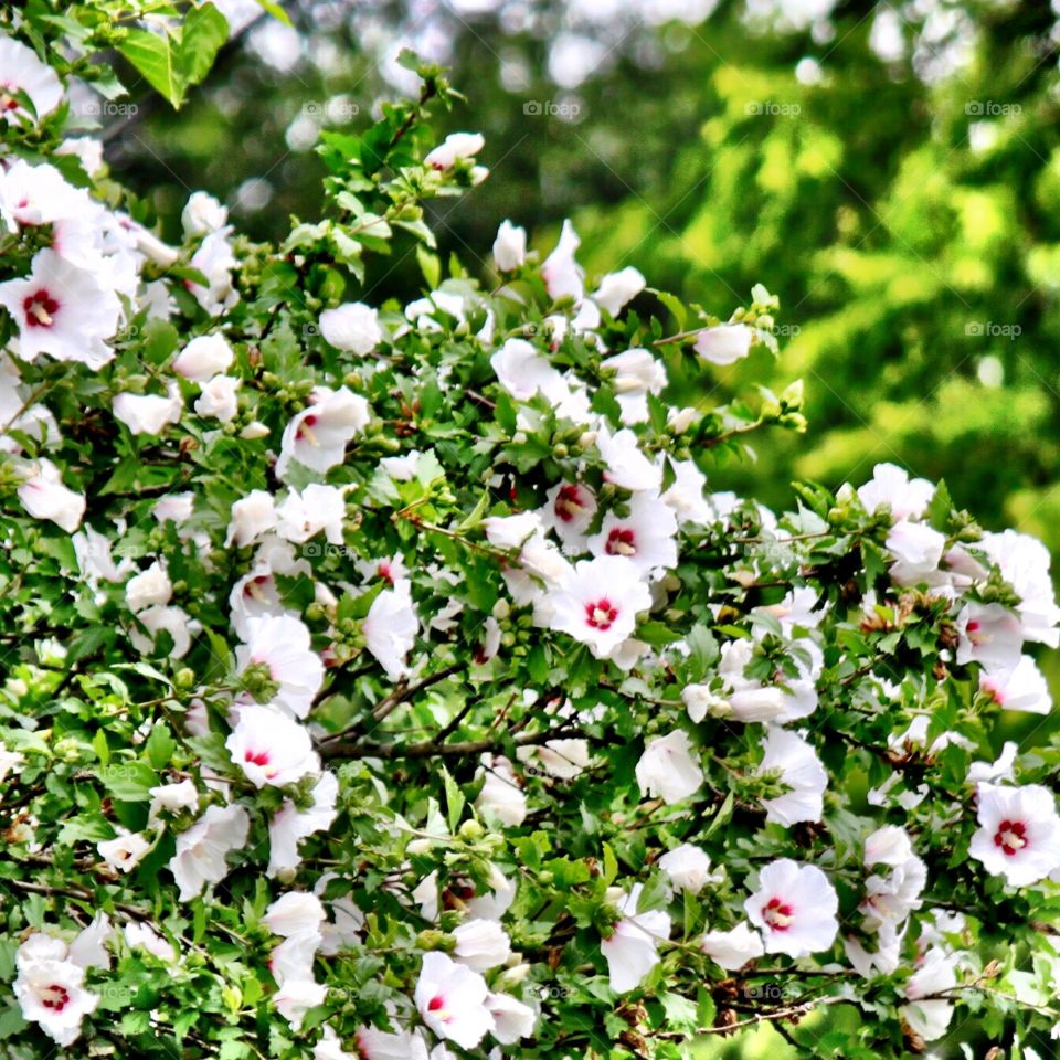 White Rose of Sharon