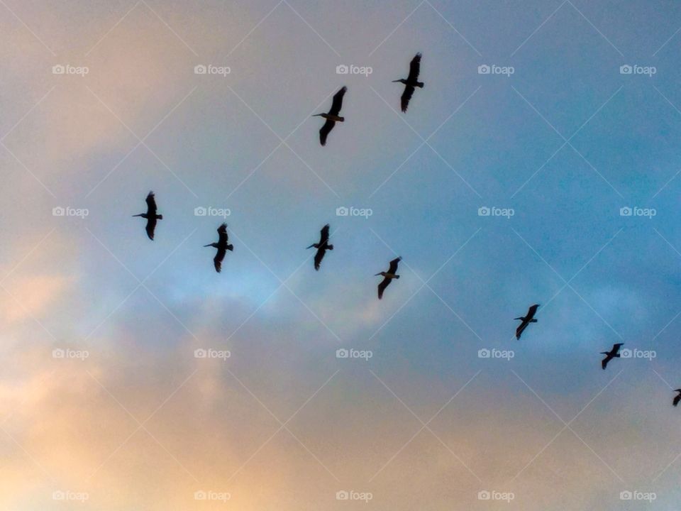 Low angle view of flying pelican bird