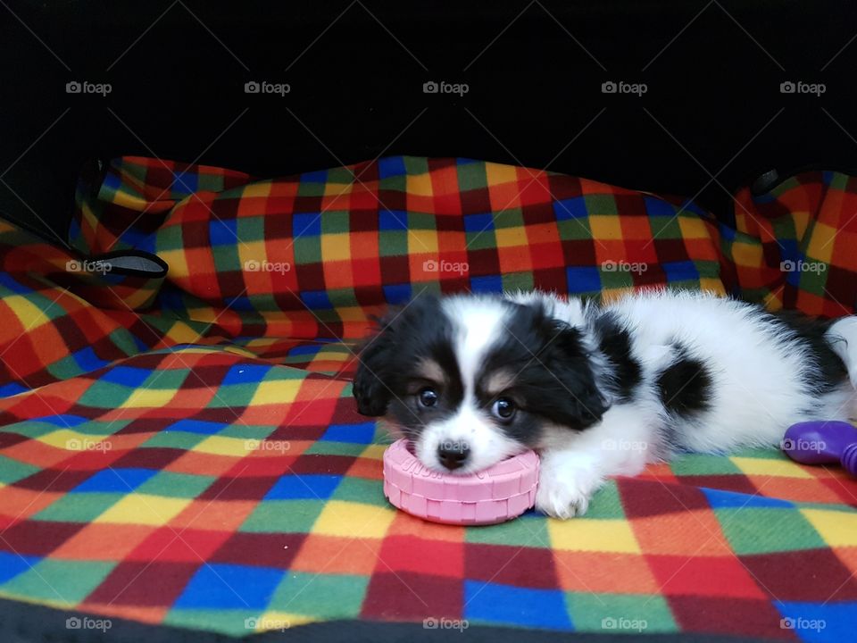 Puppy chewing her Kong