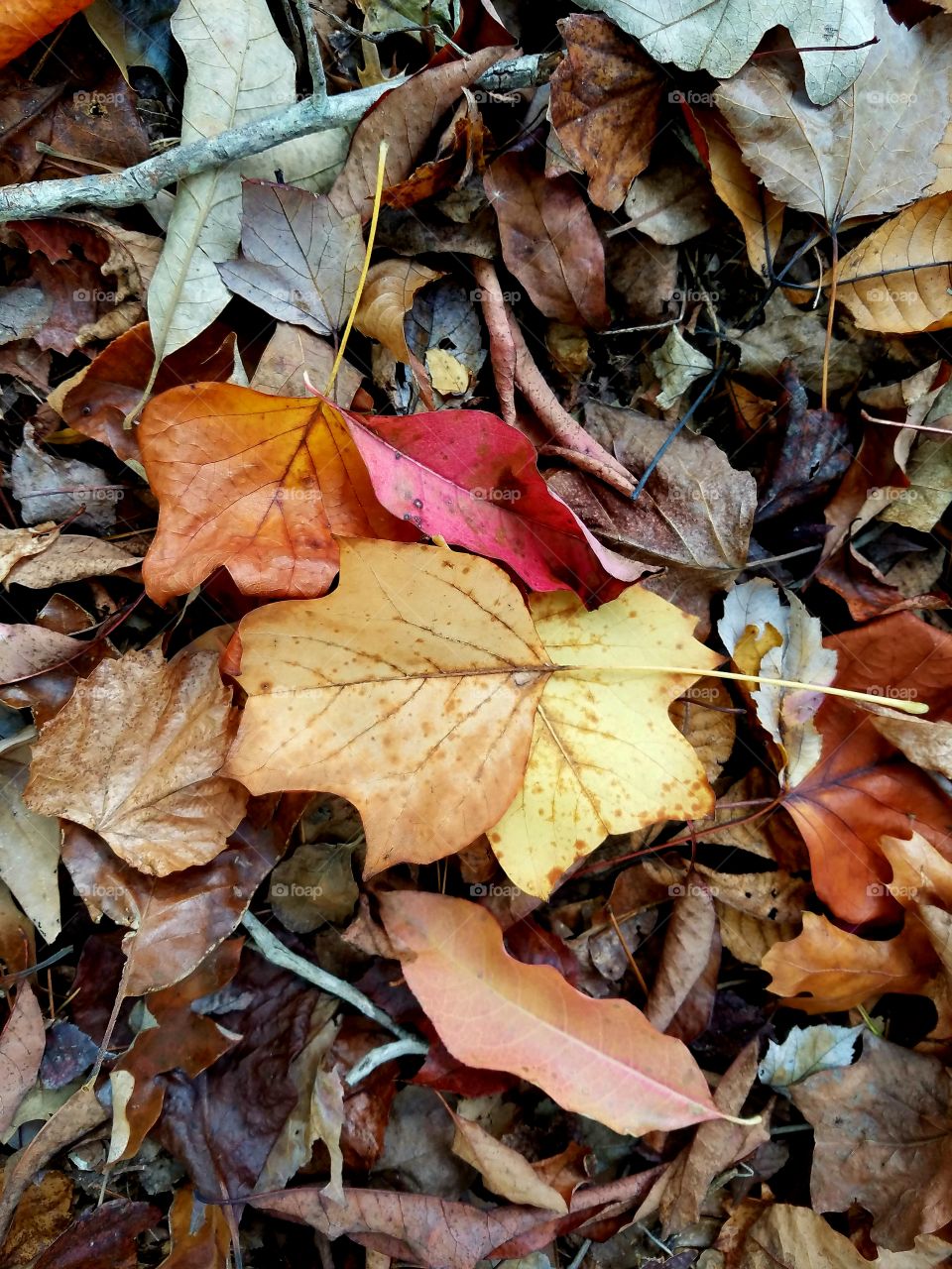 fall leaves