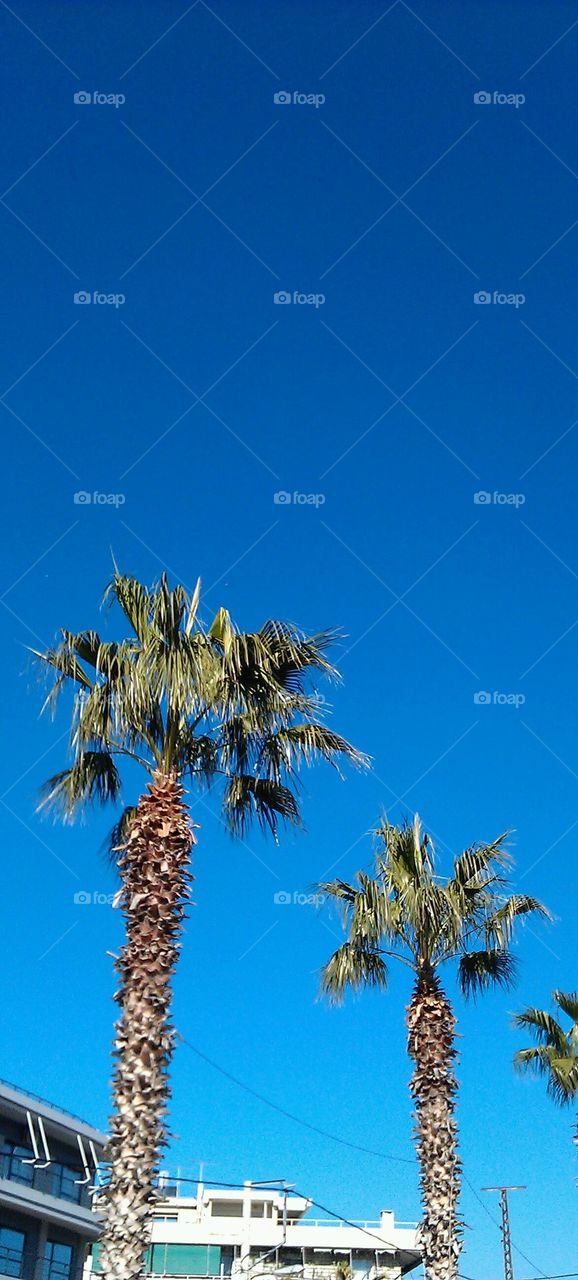 palms