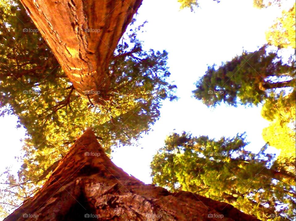 Sequoia park