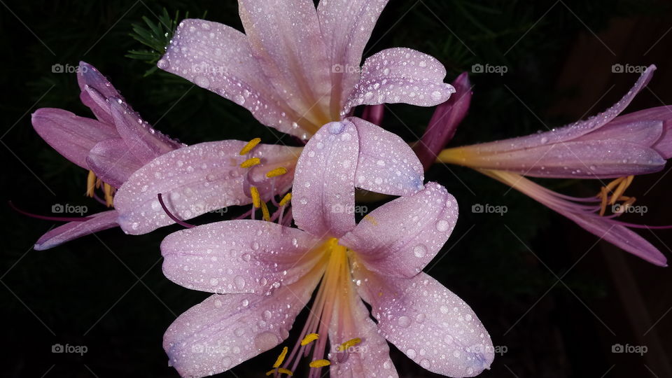 Tulip pink  with water drop