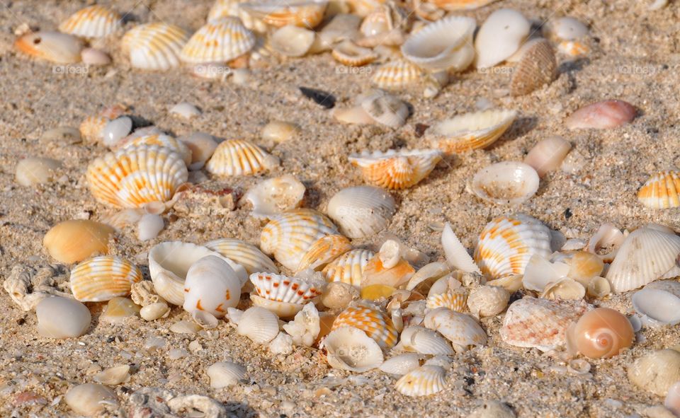 High angle view seashells